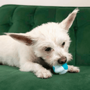 KONG Duets Dental Ball – Brinquedo Mordedor Dental para Cães - New York Pets