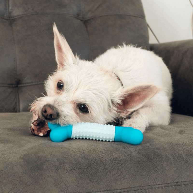 KONG Duets Dental Stick – Brinquedo Mordedor Dental para Cães - New York Pets