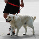 KONG Guia Refletivo Ajustável 2 Metros - New York Pets