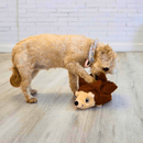 KONG Pelúcia Layerz Forage – Pelúcia Ouriço para Cachorro - New York Pets