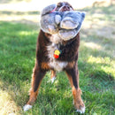 Kong Toughz Bunny - Pelucia para Cachorro - New York Pets