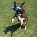 KONG Whirlz Throw para Cães de Porte Médio e Grande - New York Pets