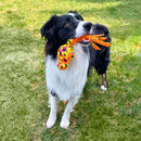 KONG Wubba Ballistic High - Viz – Brinquedo para Cachorro - New York Pets