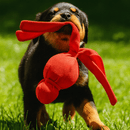 Kong Wubba Mega Gigante Brinquedo para Cães - New York Pets