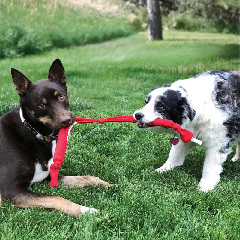cachorros brincando com kong Signature Crunch Rope double