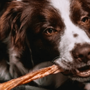 Mix Natuka Puppy Mordedor Natura Para Filhotes - New York Pets