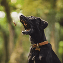 Mix Natuka Puppy Mordedor Natura Para Filhotes - New York Pets