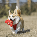 Monstro Cyclope 2 em 1 Qmonster – Pelúcia com Bola Interna - New York Pets