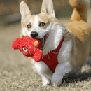 Monstro Cyclope 2 em 1 Qmonster – Pelúcia com Bola Interna - New York Pets