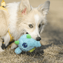 Monstro Cyclope 2 em 1 Qmonster – Pelúcia com Bola Interna - New York Pets