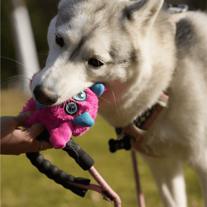 Monstro Gen One 2 em 1 Petta – Brinquedo Interativo de Pelúcia com Bola Interna - New York Pets