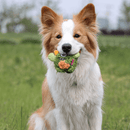 Monstro Gen One 2 em 1 Petta – Brinquedo Interativo de Pelúcia com Bola Interna - New York Pets