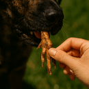 Mordedor Cisca - Cisca para Cachorro - AlecrimPet - New York Pets