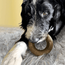 Mordedor Kong Bamboo Rockerz Anel Ring - New York Pets