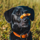 Mordedor Natural Nozinho de Tripa Bovino Natuka 60g - New York Pets