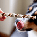 Mordedor Natural Palitinho Bovino Natuka Para Cães - New York Pets