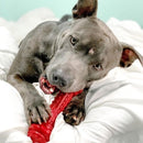 Mordedor para Cachorro Bongo Prime Rib - New York Pets