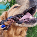 Natuka Dual – Mastigável Natural para Cachorro - New York Pets