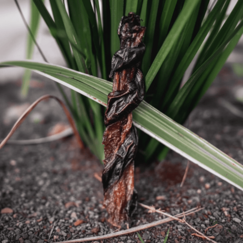 Natuka Dual – Mastigável Natural para Cachorro - New York Pets