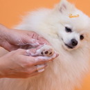 Mousse de Limpeza Pet Sem Enxágue Nano Prata | Natuka SoftWash