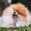 Natuka Uni Bifinho – Esôfago Bovino Natural - New York Pets