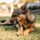 Natuka Uni Pocky Bovino – Tendão Natural Desidratado - New York Pets