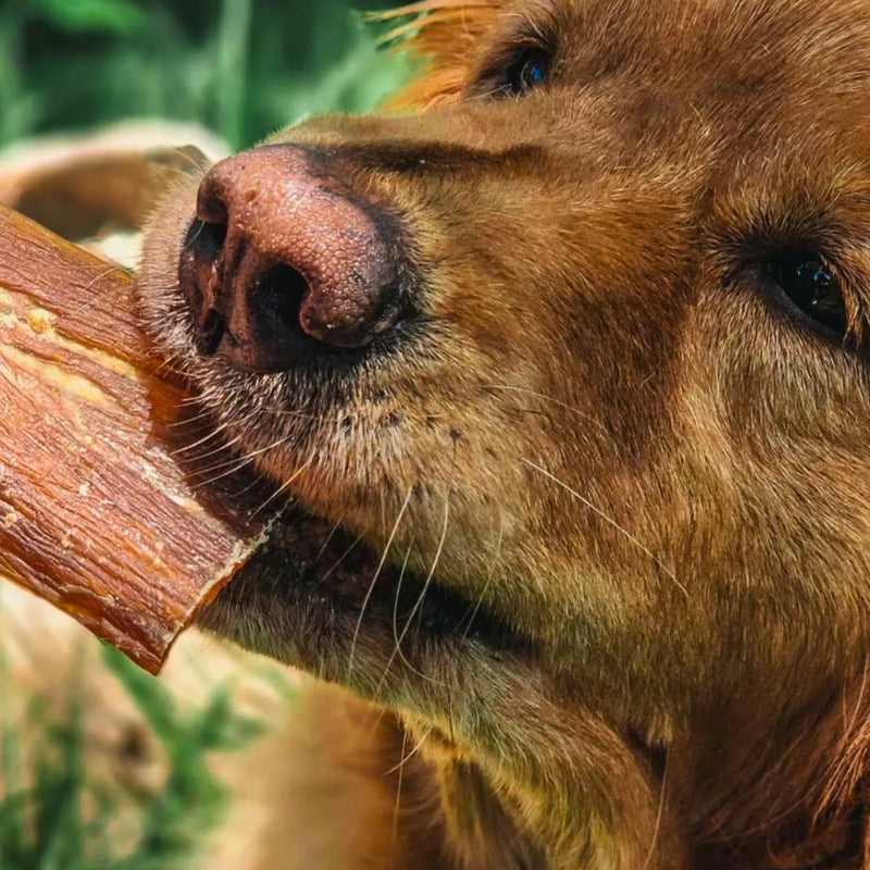 Stix Mastigável Natural Natuka para Cães - Perfeito para Saúde Articular