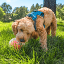 Nina Ottosson Topsy Treat Ball Bola Recheavel 2em 1 - New York Pets