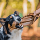 Orelha Bovina Sem Ouvido Natuka Mordedor Natural - New York Pets