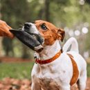 Orelha Bovina Sem Ouvido Natuka Mordedor Natural - New York Pets