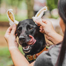 Orelha de Coelho Natuka 5un Mordedor Natural - New York Pets