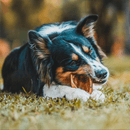 Orelha Suína com Ouvido Natuka Mordedor Natural - New York Pets