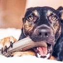 Osso de Nylon Pet Qwerks Antler Sabor Fígado para Cachorro - New York Pets