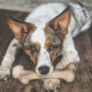 Osso de Nylon Pet Qwerks Dinosaur Barkbone Bacon para Cachorro - New York Pets