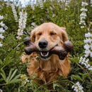 Osso de Nylon Pet Qwerks Dinosaur Barkbone Extreme Steak para Cachorro - New York Pets