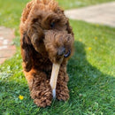 Osso de Nylon Pet Qwerks Flavorit Bacon para Cachorro - New York Pets