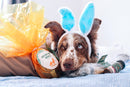 Ovo de Páscoa Natuka Para Cachorro - New York Pets