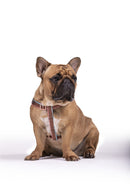 Peitoral Dog.U para Cachorro Paris - New York Pets