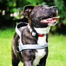 Peitoral Norueguês Kong para Cachorro - New York Pets