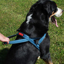 Peitoral Norueguês Kong para Cachorro - New York Pets