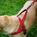 Peitoral Norueguês Kong para Cachorro - New York Pets