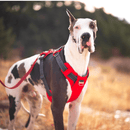 Peitoral Outward Hound Boulder Adventure Harness - New York Pets