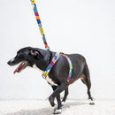 Peitoral Para Cachorro Estampa Pop - New York Pets