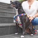 Peitoral Para Cachorro Estampa Pop - New York Pets