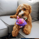 Pelucia Fatcat Dog Gruntleys Mini para cães - New York Pets