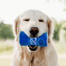 Pelúcia Latinha Squeakie – Pelúcia para Cachorro - New York Pets