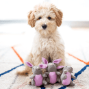 Pelucia Surpresa Zippy Paws Cenoura Burrows Apito para Cachorro - New York Pets