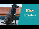 Invincibles Gecko pelúcia para Cachorro Outward Hound