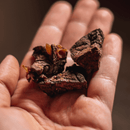 Pulmão Bovino Natuka 60g Petisco Natural - New York Pets