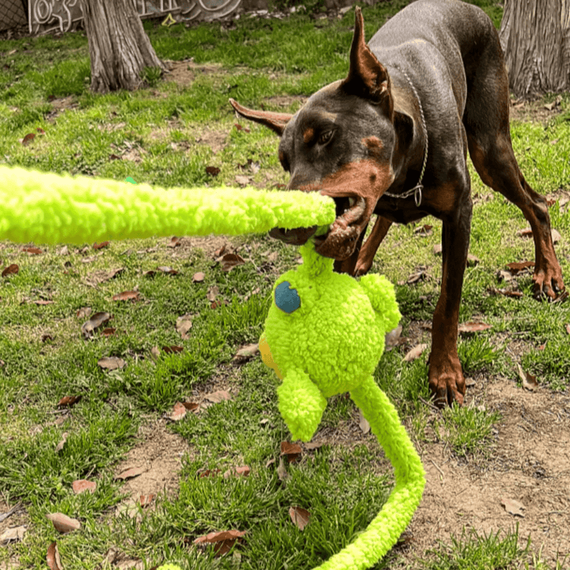 Puxa Puxa Coelho Petta – Brinquedo Interativo com Braços Extensíveis e Sons - New York Pets